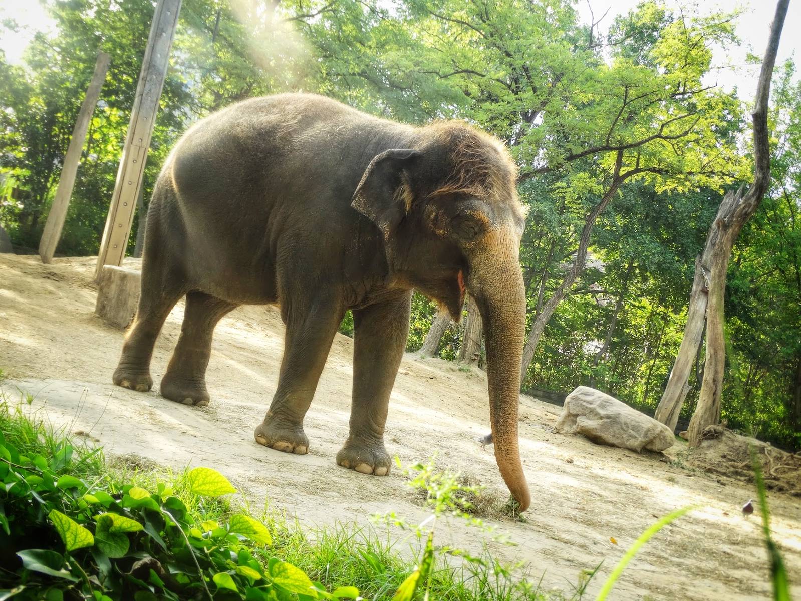 Sep. 2015 - Elephant Reserve - Jati