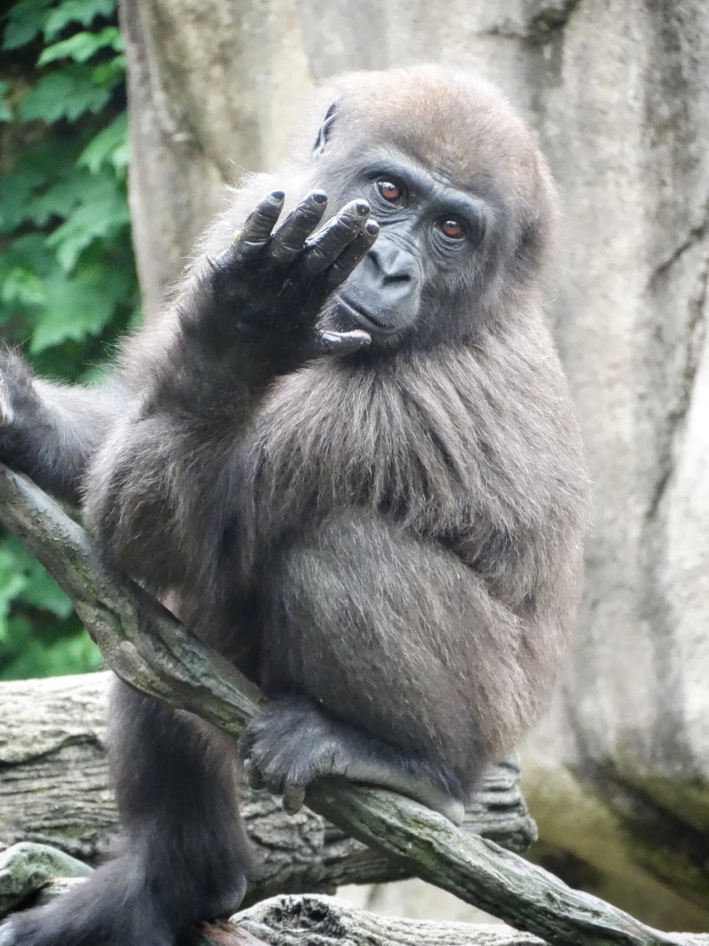 Sep. 2015 - Gorilla World - Gladys