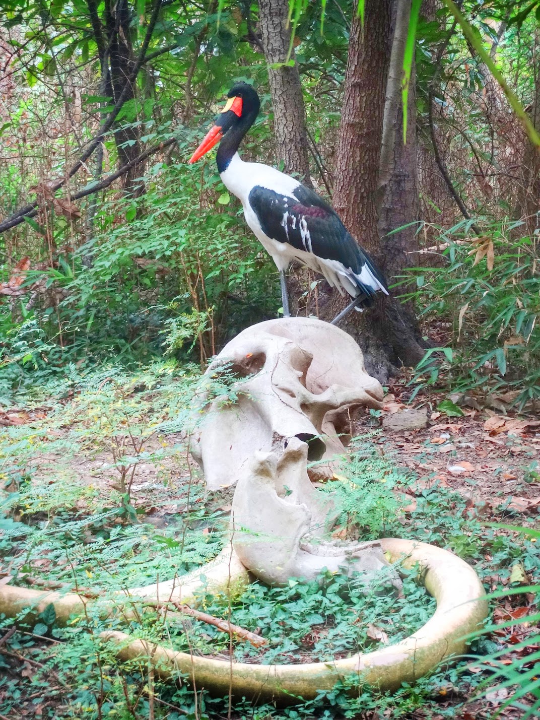 Sep. 2015 - Jungle Trails - Saddle-billed Stork + Elephant Skull
