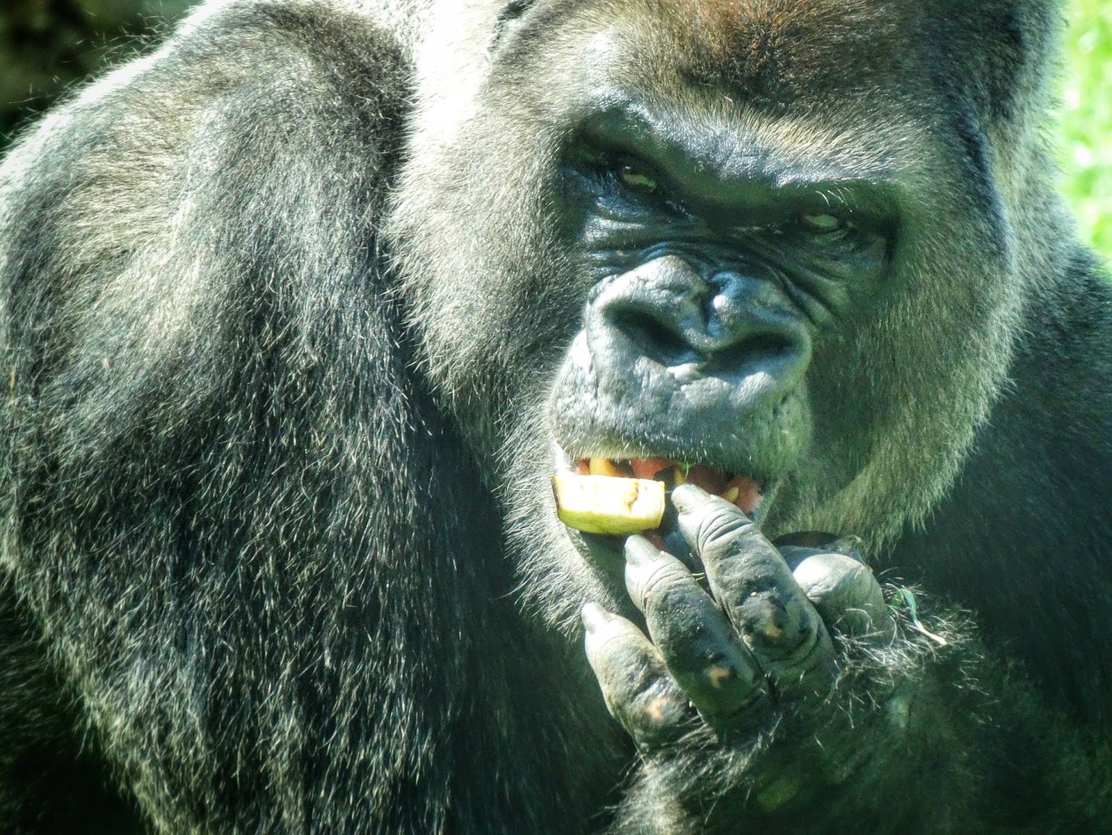 Sep. 2015 - Kingdom of the Apes - Kwisha