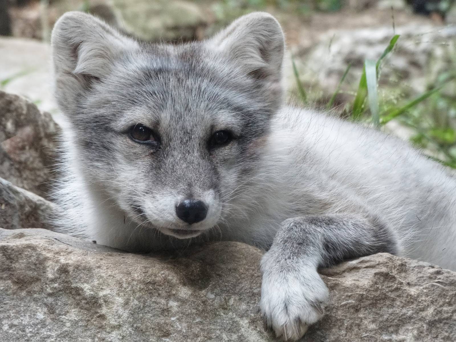 Sep. 2015 - Lords of the Arctic - Arctic Fox