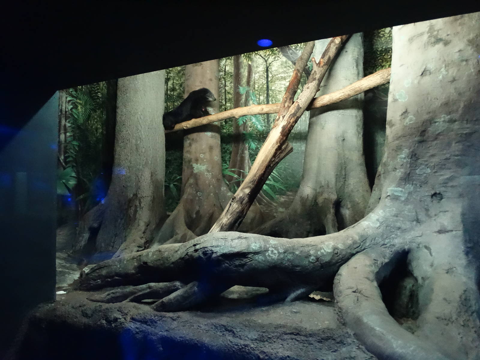 Sep. 2015 - Night Hunters - Bearcat Exhibit (Half of it)