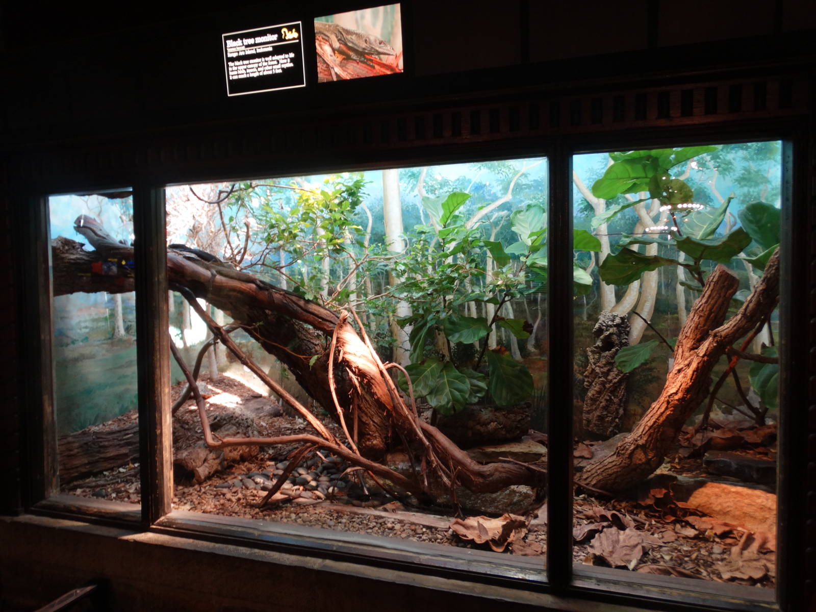 Sep. 2015 - Reptile House - Black Tree Monitor Exhibit