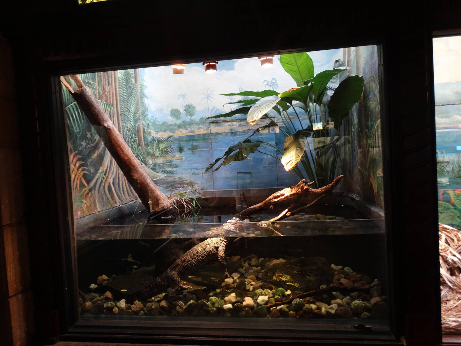 Sep. 2015 - Reptile House - Chinese Alligator Exhibit