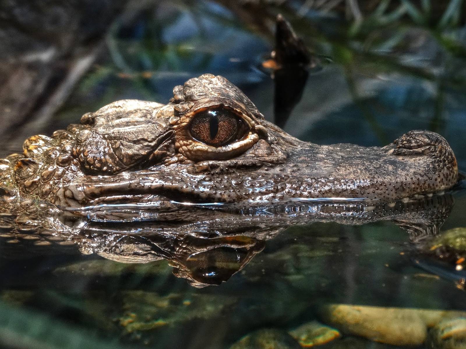 Sep. 2015 - Reptile House - Chinese Alligator