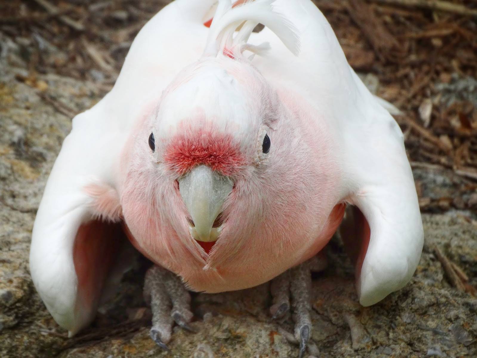 Sep. 2015 - Reptile House - Major Michell's Cockatoo (Henry)