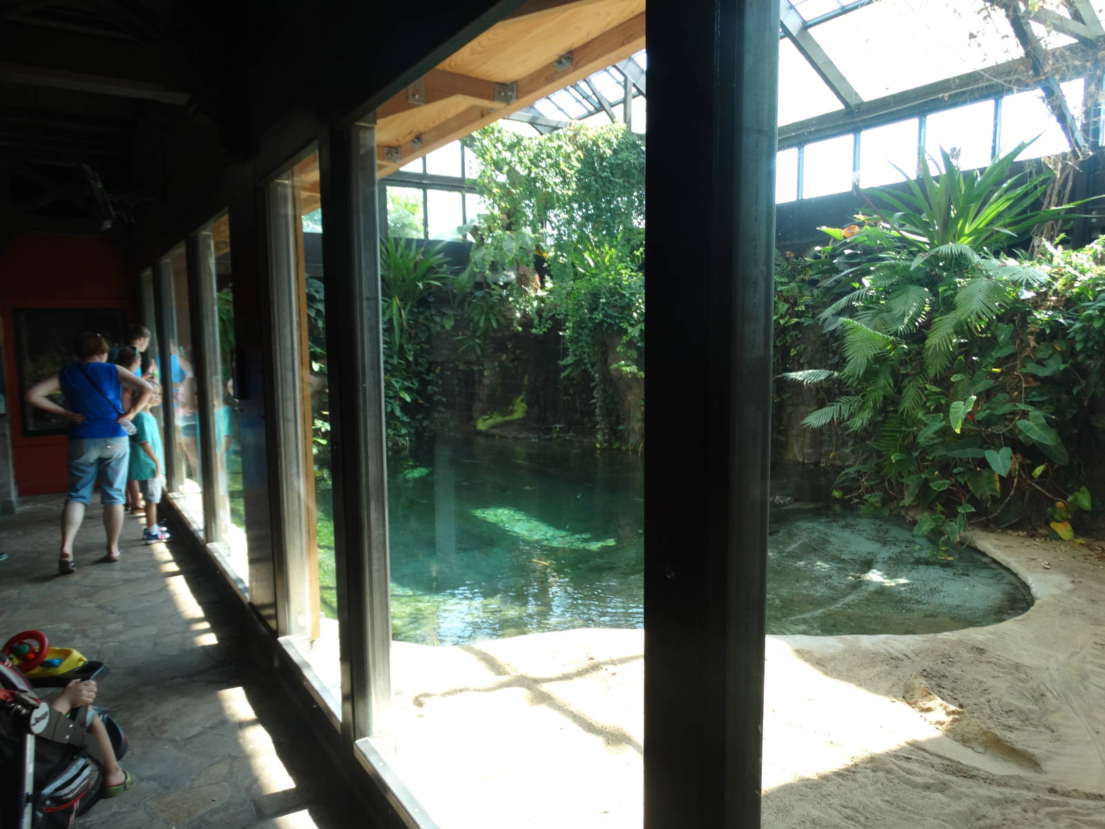 Sep. 2015 - Reptile House - Saltwater Crocodile Exhibit