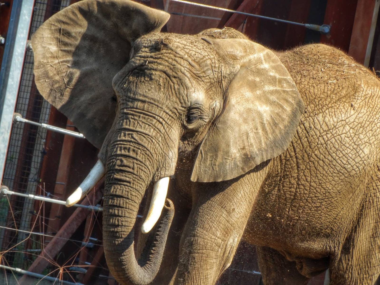 Sep. 2015 - Tembo Trail - Louie?