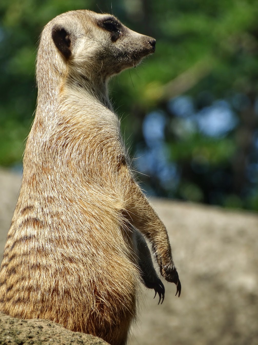 Sep. 2015 - Tembo Trail - Meerkat