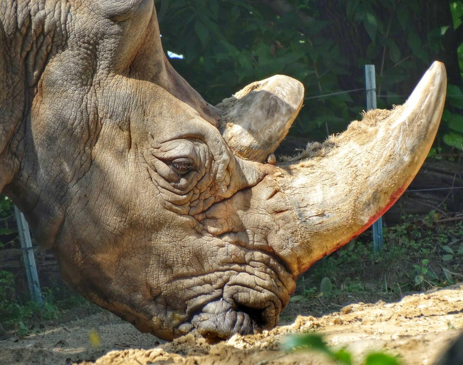 Sep. 2015 - Tembo Trail - Southern White Rhinoceros - Sam