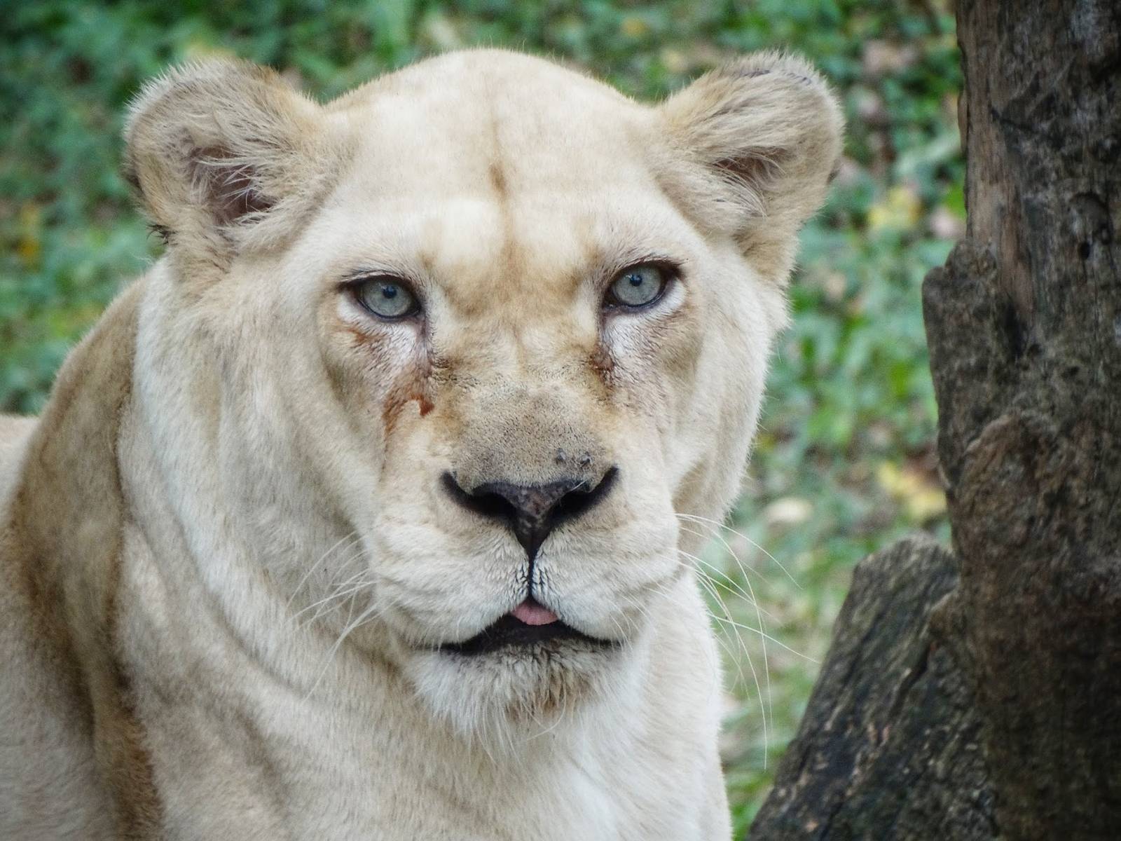 Sep. 2015 - White Lions of Timbavati - Gracious
