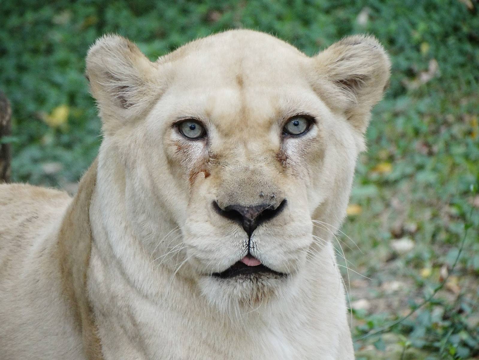 Sep. 2015 - White Lions of Timbavati - Gracious
