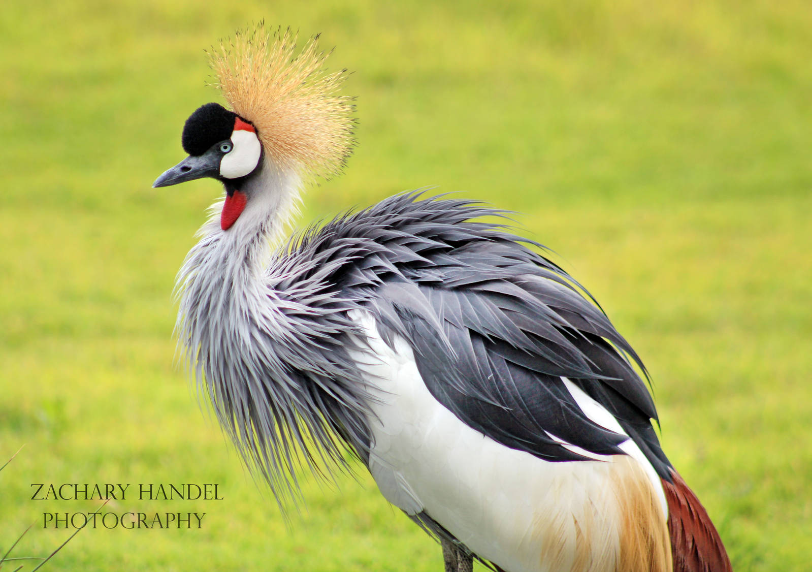 Sep. 2016 - Africa - Grey Crowned Crane