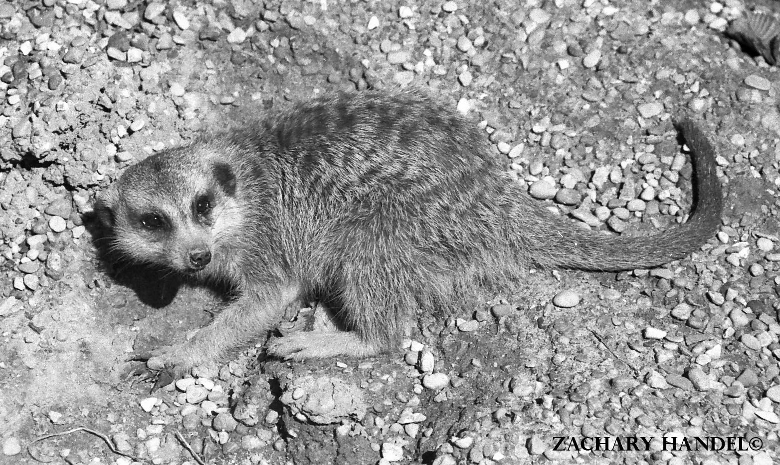 Sep. 2016 - Africa - Meerkat (Film)