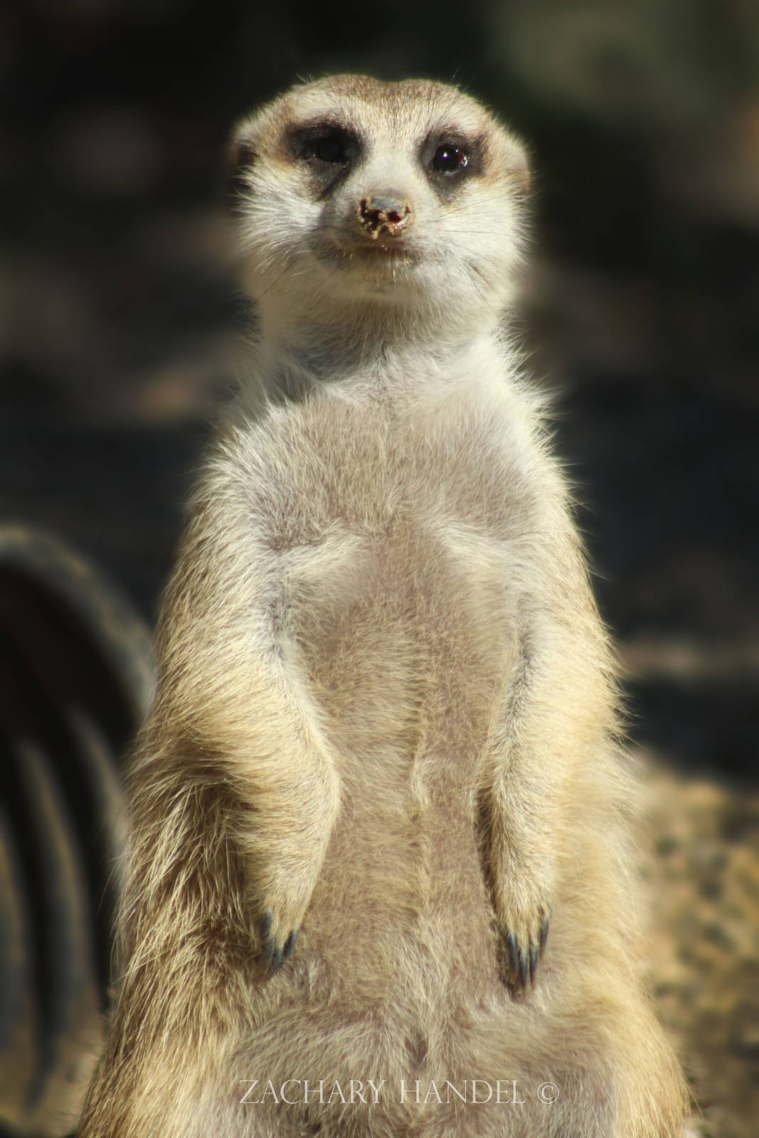 Sep. 2016 - Africa - Meerkat