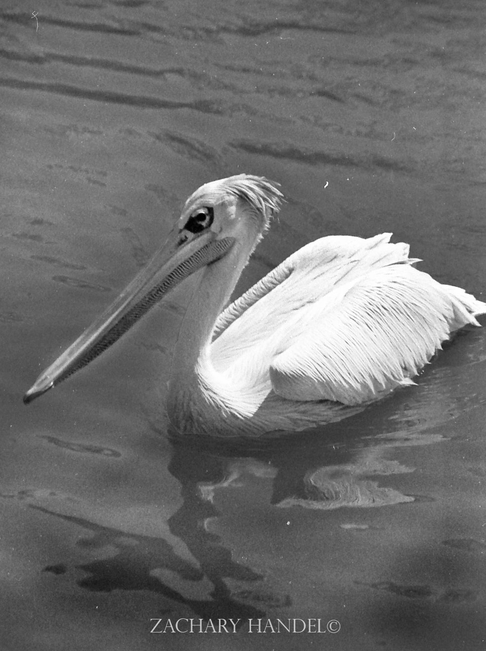 Sep. 2016 - Africa - Pink-backed Pelican (Film)