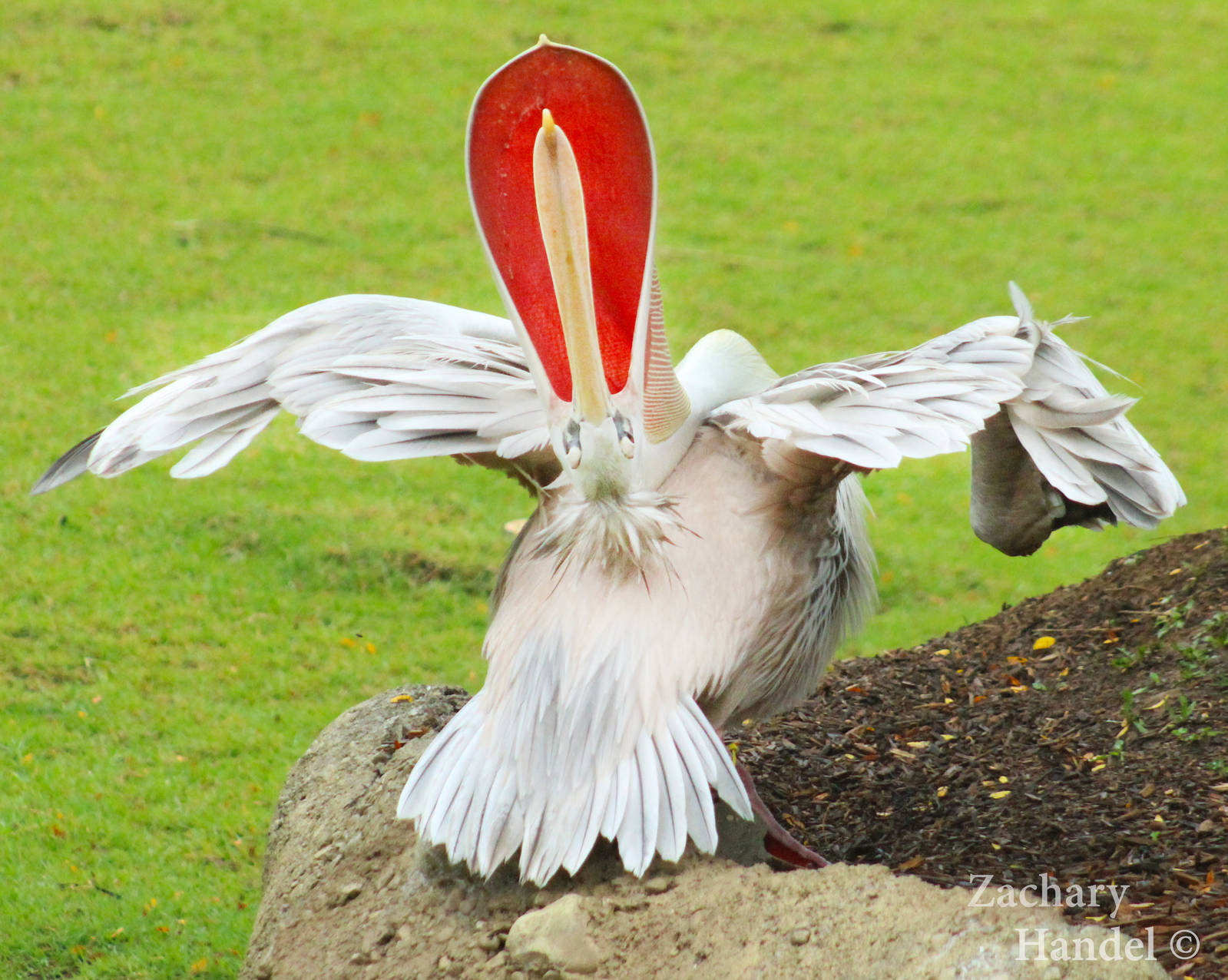 Sep. 2016 - Africa - Pink-backed Pelican