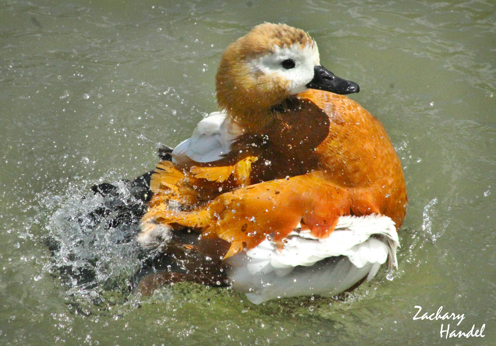 Sep. 2016 - Africa - Ruddy Shelduck