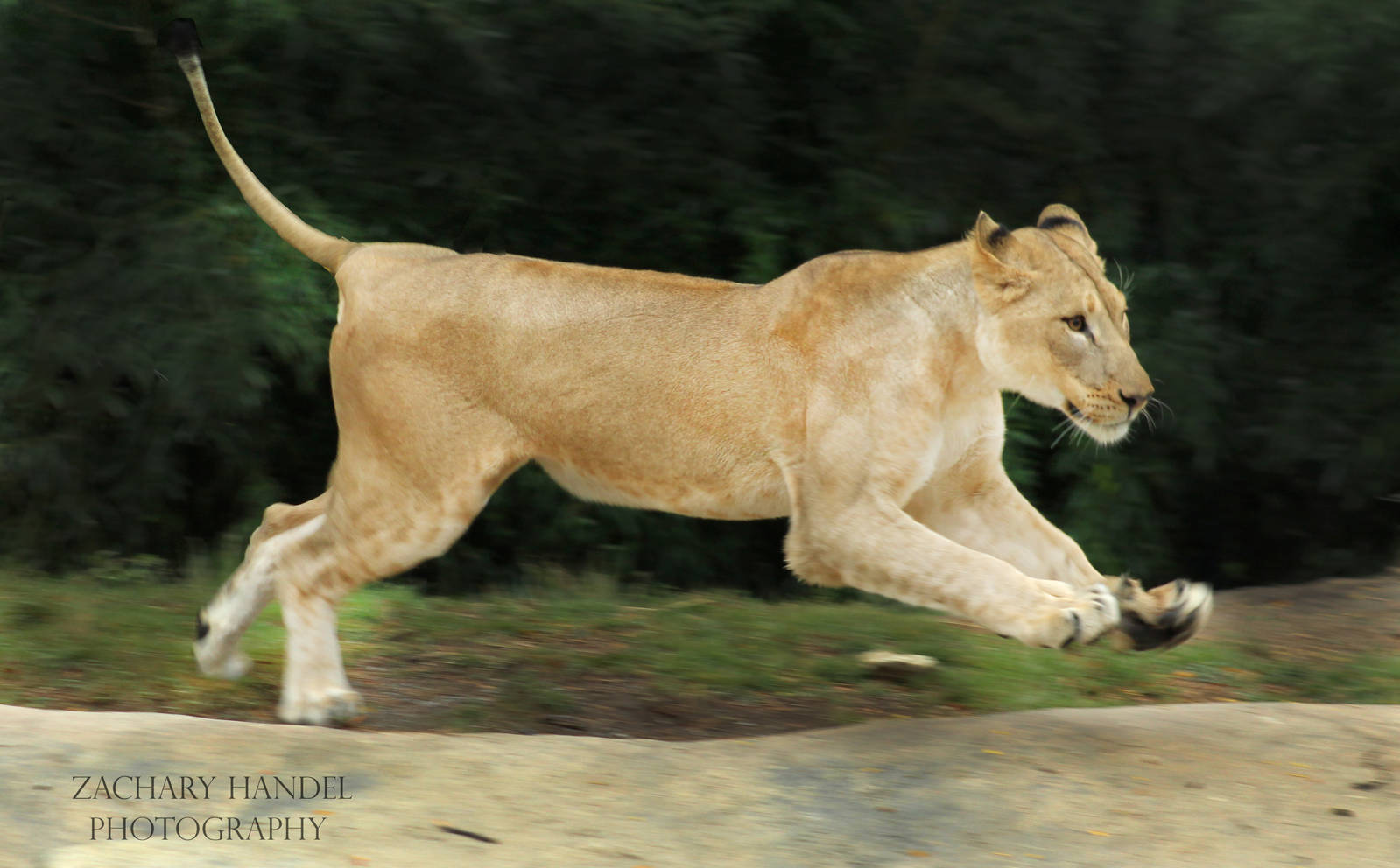 Sep. 2016 - Africa - Running Lion