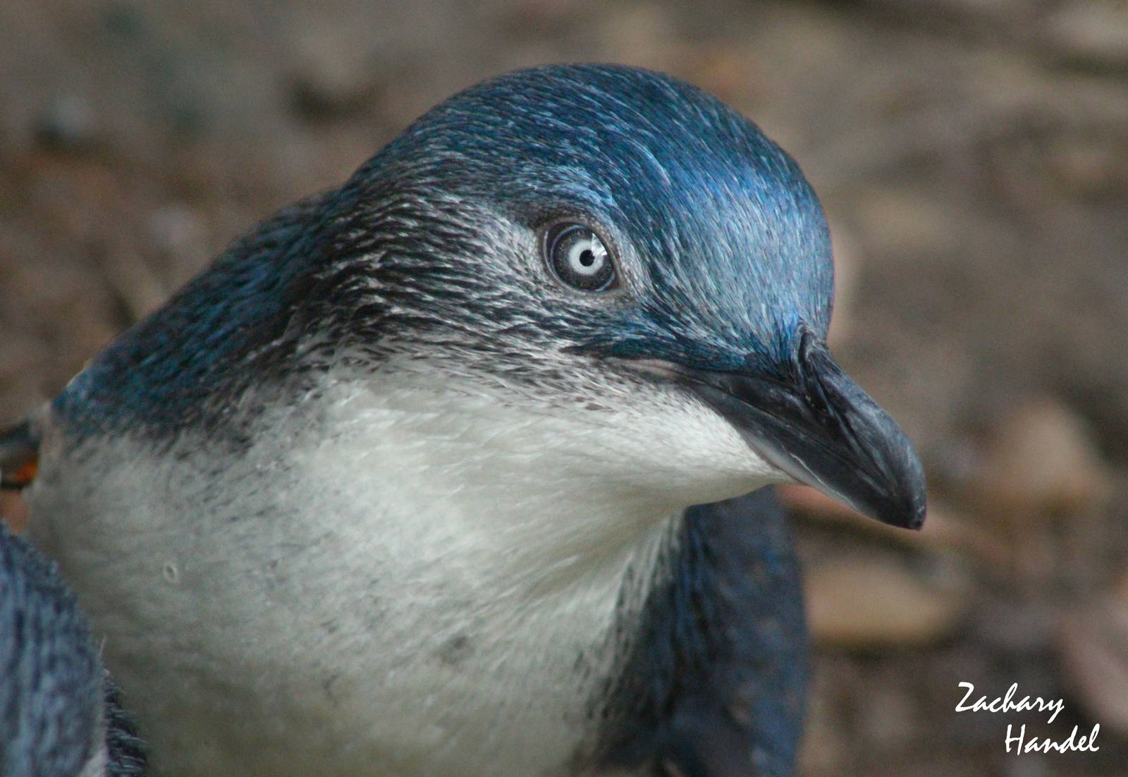 Sep. 2016 - Children's Zoo - Little Blue Penguin