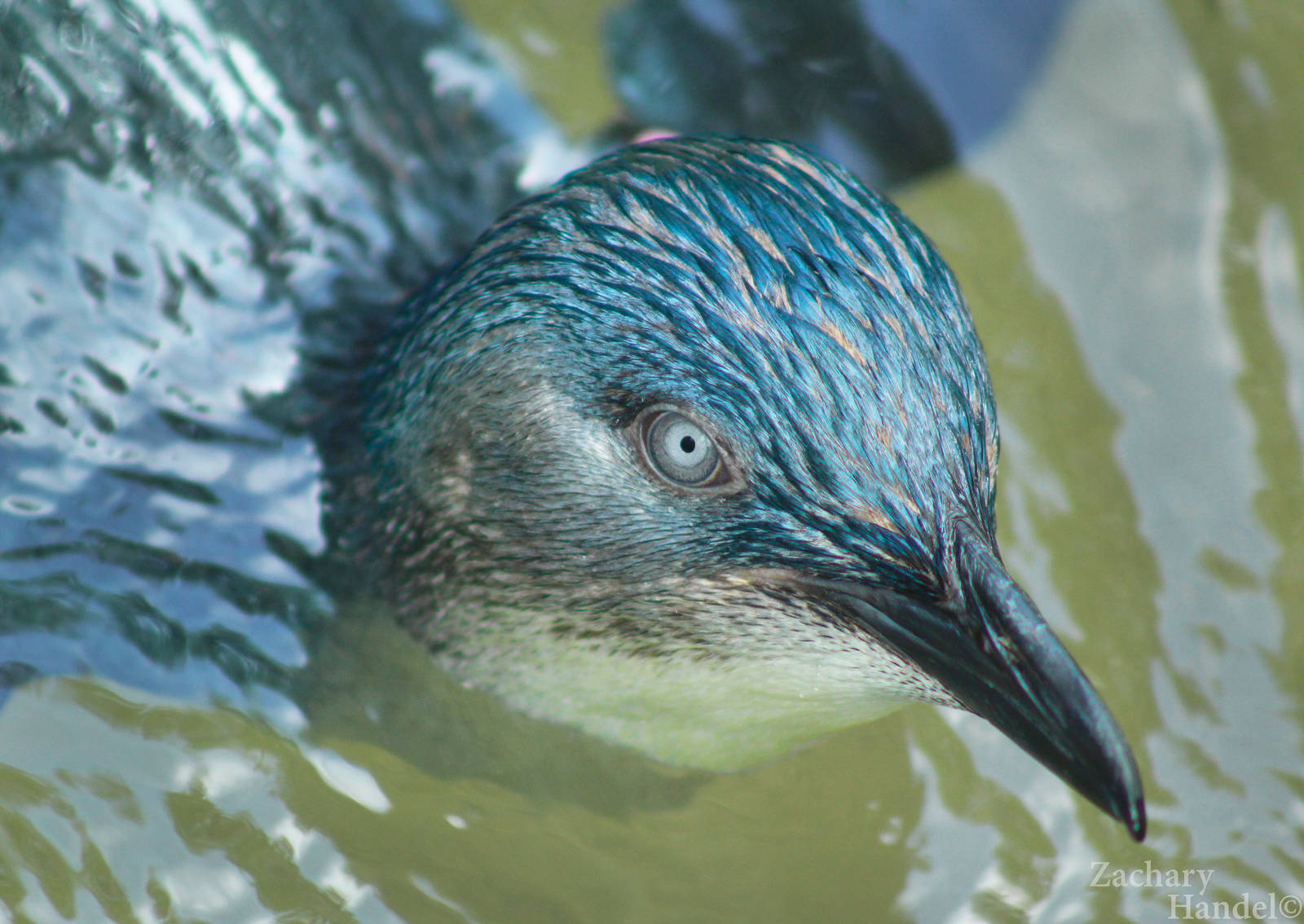 Sep. 2016 - Children's Zoo - Little Penguin