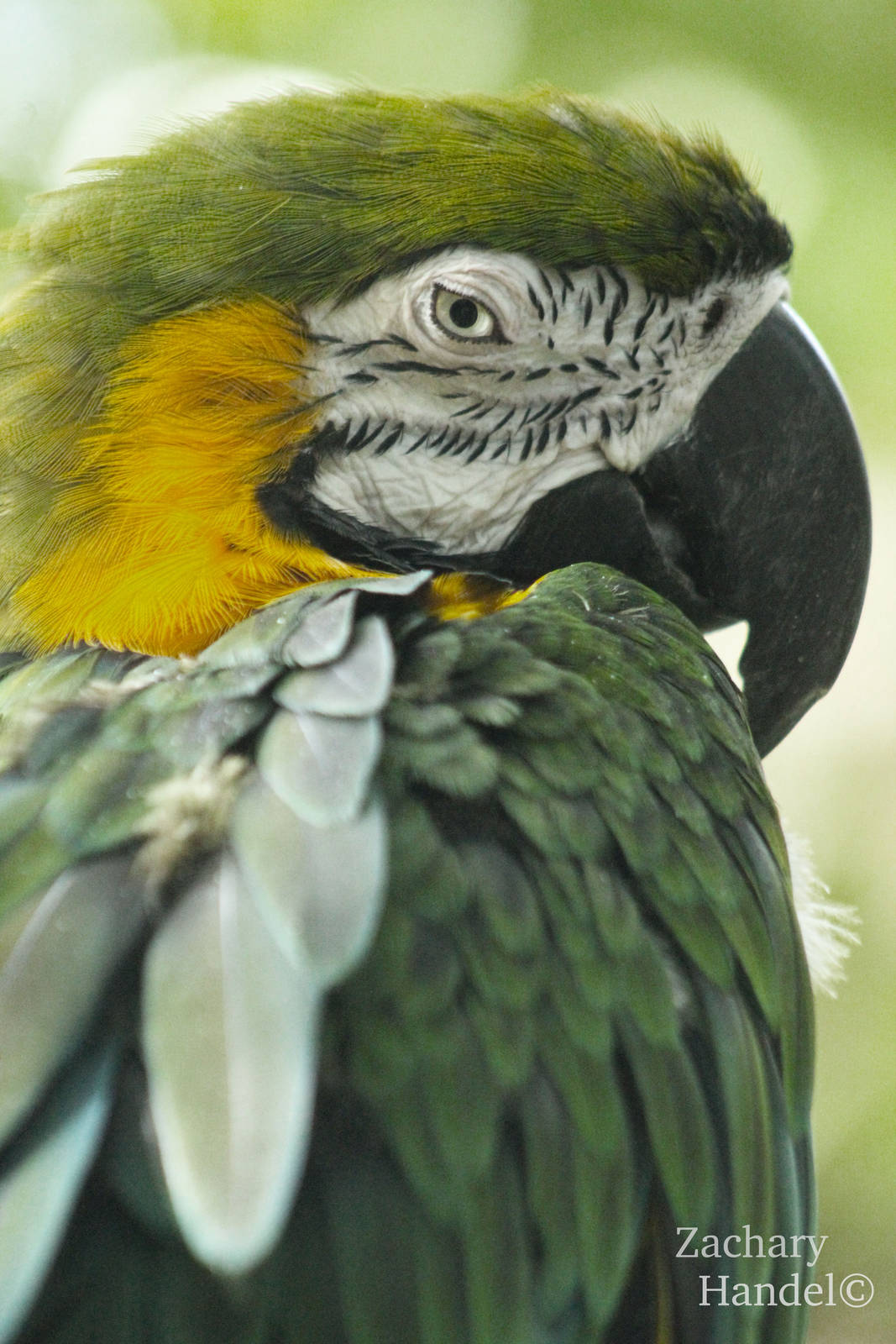 Sep. 2016 - Discovery Forest - Hybrid Macaw