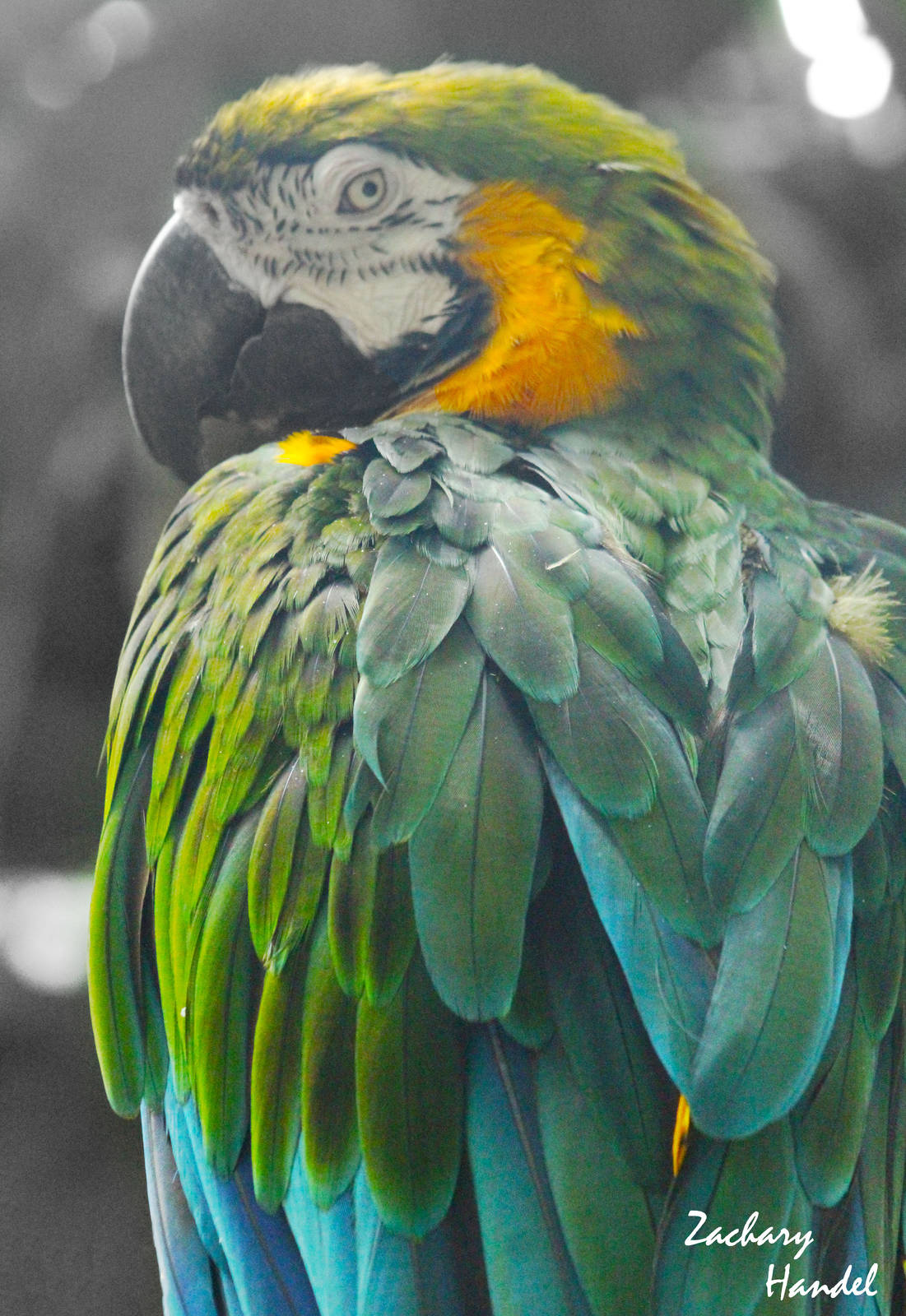 Sep. 2016 - Discovery Forest - Leroy - Hybrid Macaw