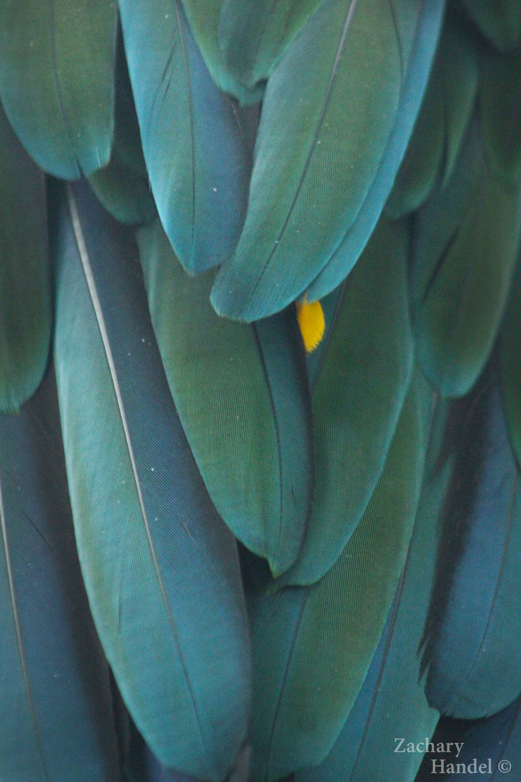 Sep. 2016 - Discovery Forest - Macaw Feathers