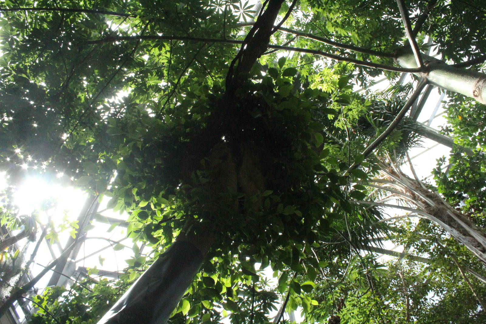 Sep. 2016 - Discovery Forest - Two-toed Sloth Above