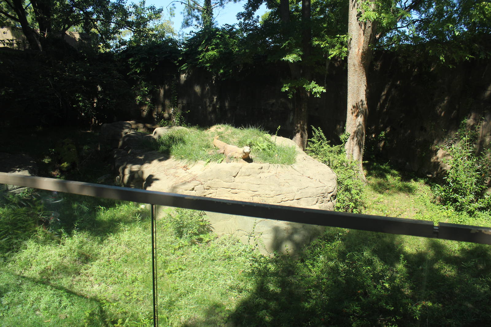 Sep. 2016 - Dragons! - Komodo Dragon Outdoor Yard