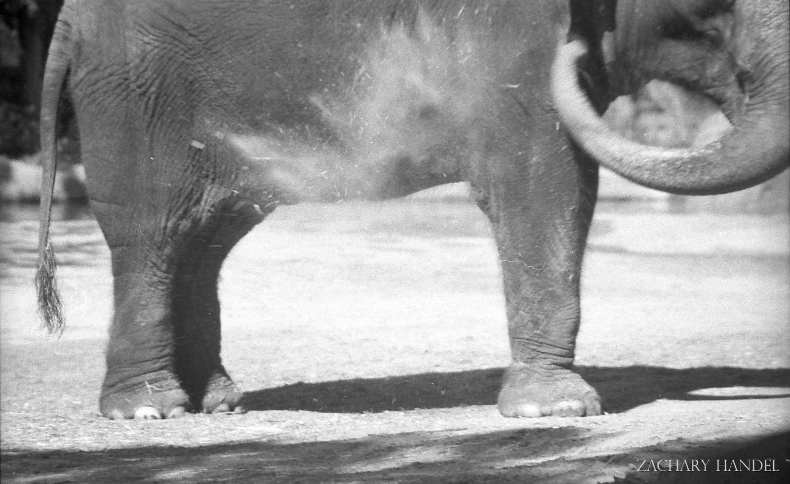 Sep. 2016 - Elephant Reserve - Jati (Film)