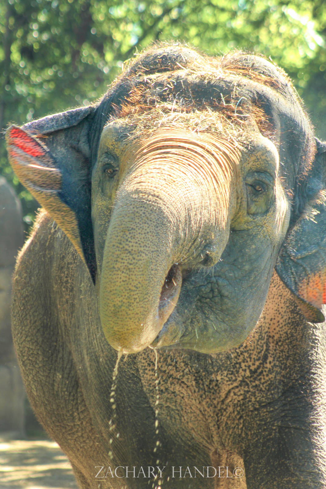 Sep. 2016 - Elephant Reserve - Schottzie