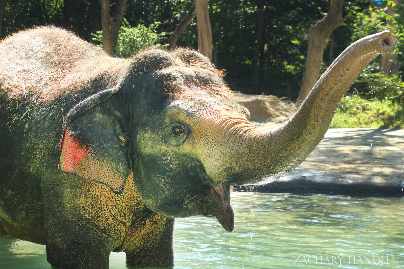 Sep. 2016 - Elephant Reserve - Schottzie