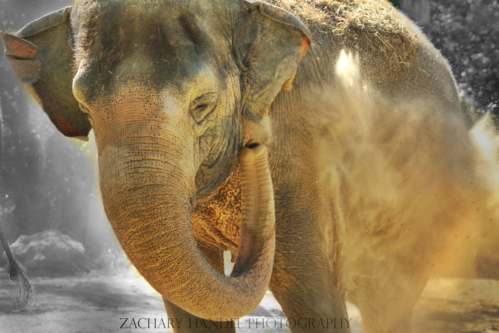 Sep. 2016 - Elephant Reserve - Schottzie