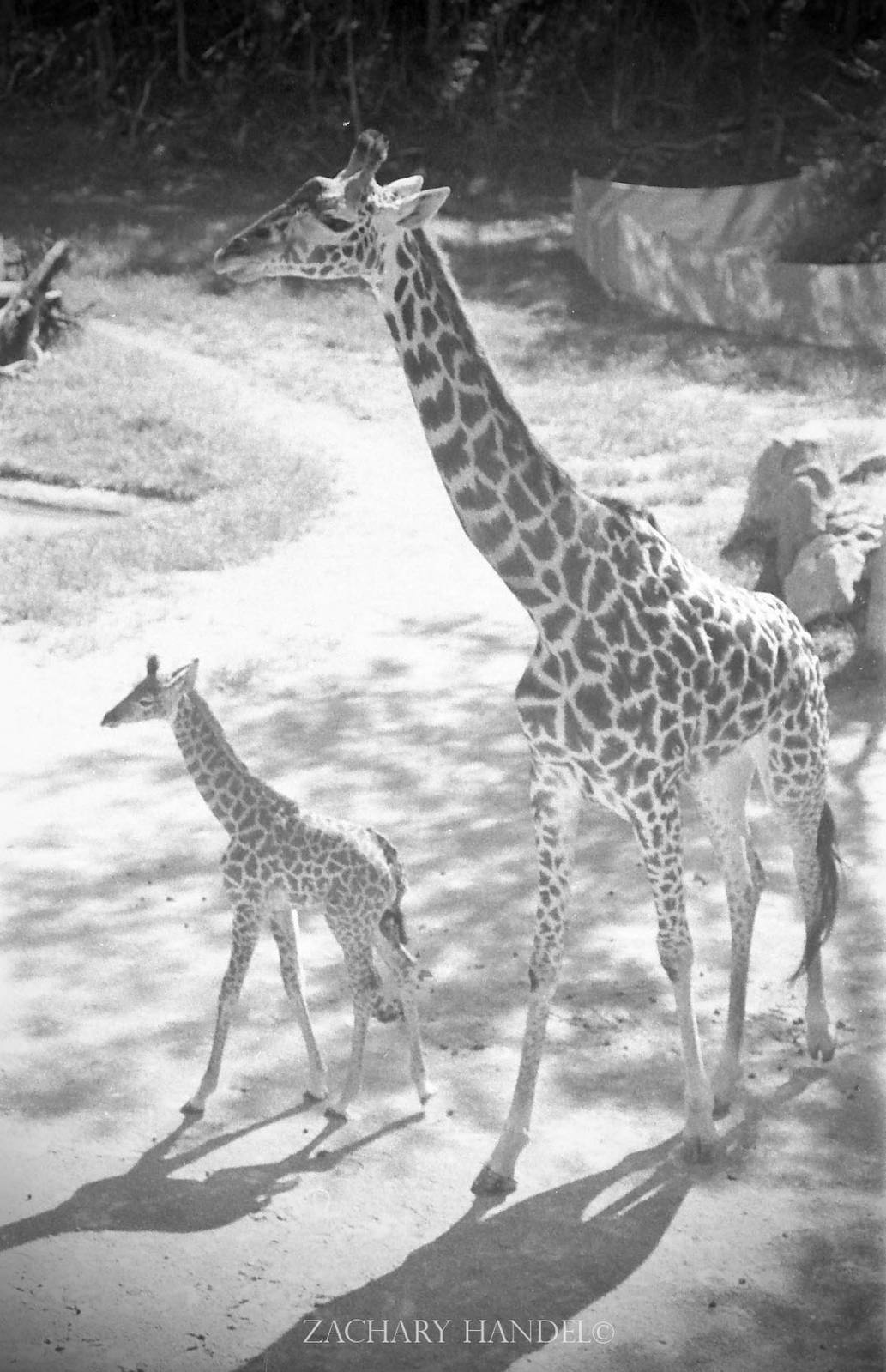 Sep. 2016 - Giraffe Ridge - Baby Cora and CeCe (Film)
