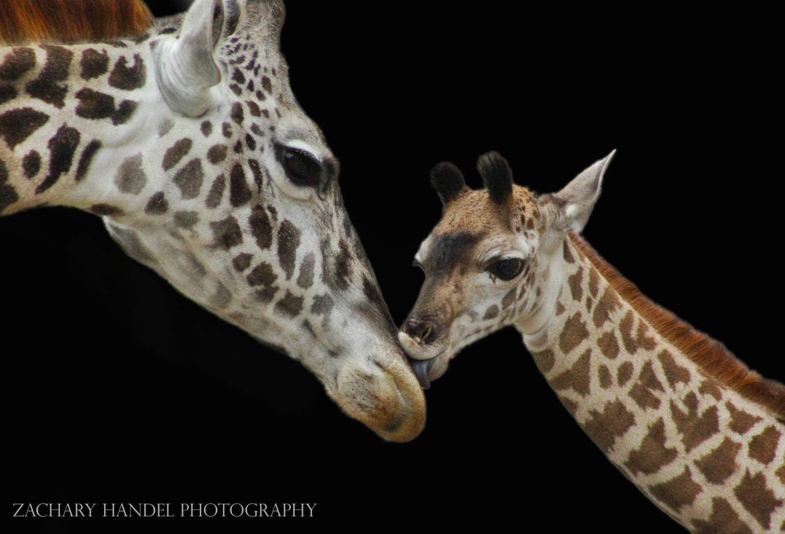 Sep. 2016 - Giraffe Ridge - Jambo and Zoey