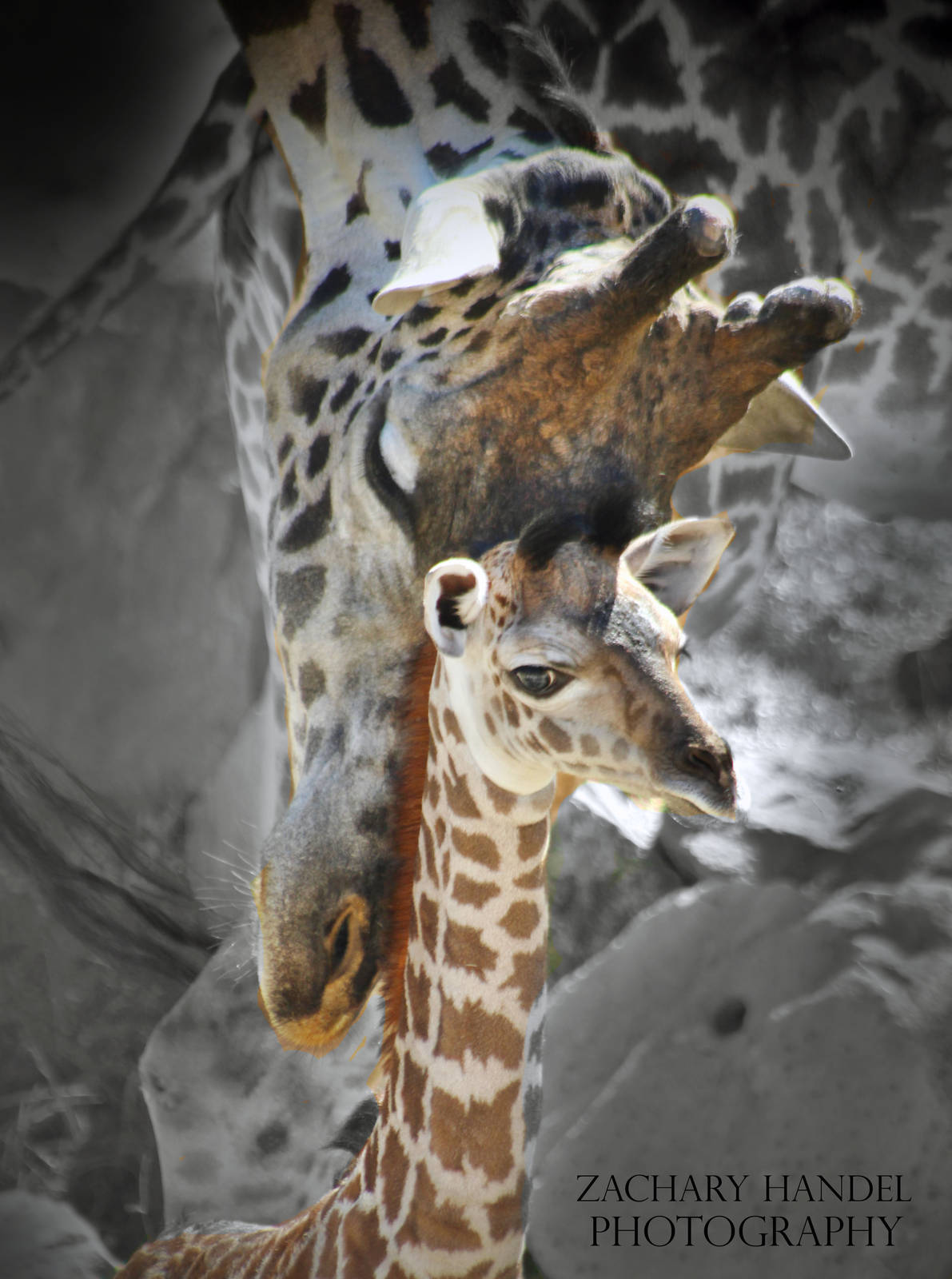 Sep. 2016 - Giraffe Ridge - Kimba and Zoey