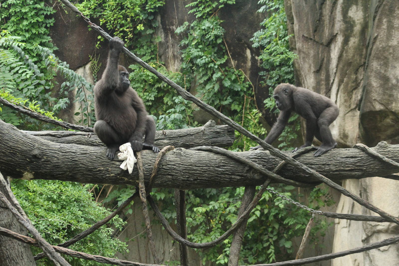 Sep. 2016 - Gorilla World - Gladys and Mona