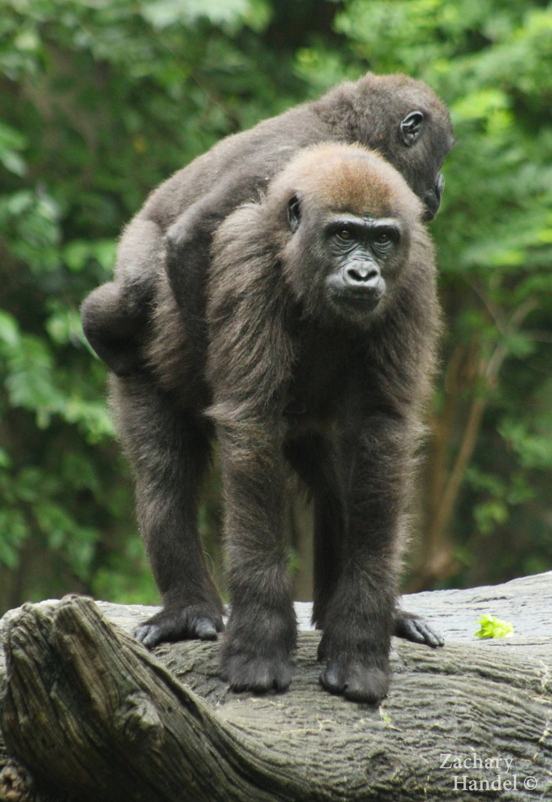 Sep. 2016 - Gorilla World - Gladys Carrying Mona
