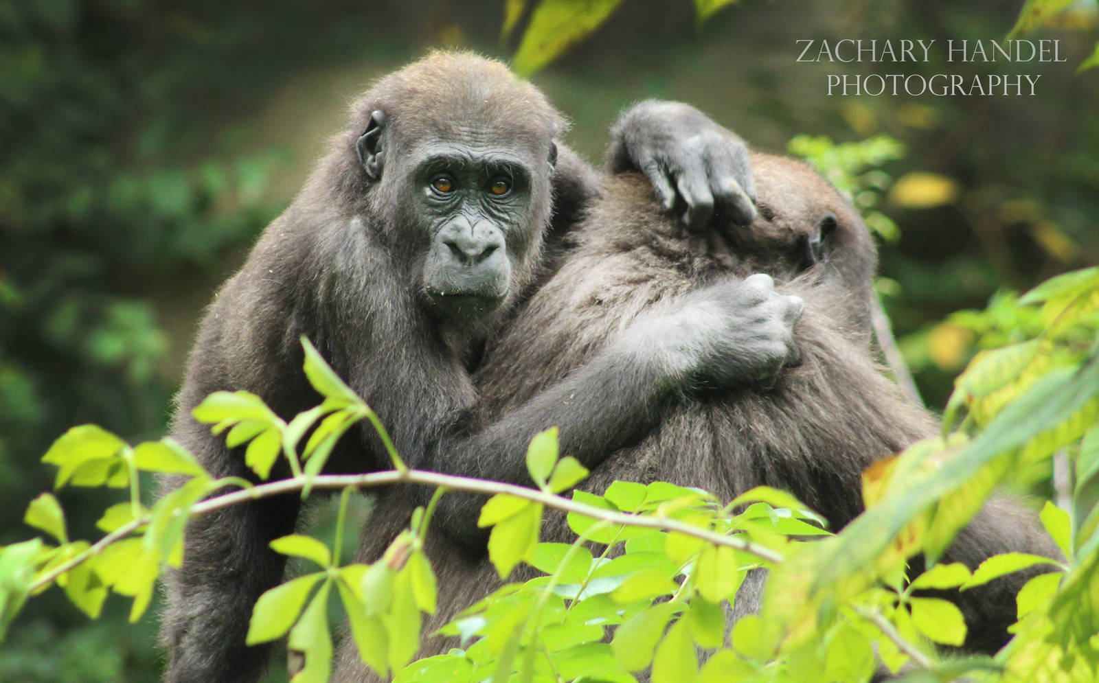 Sep. 2016 - Gorilla World - Mona and Gladys