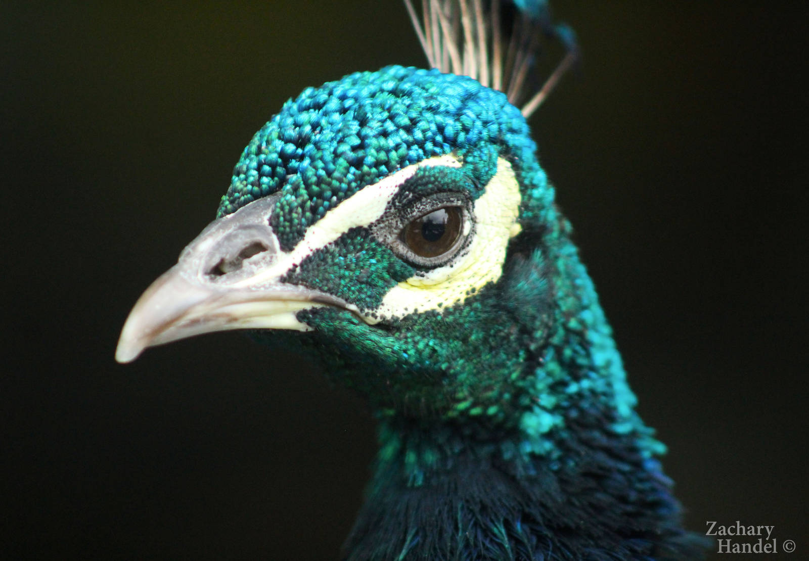 Sep. 2016 - Indian Peafowl