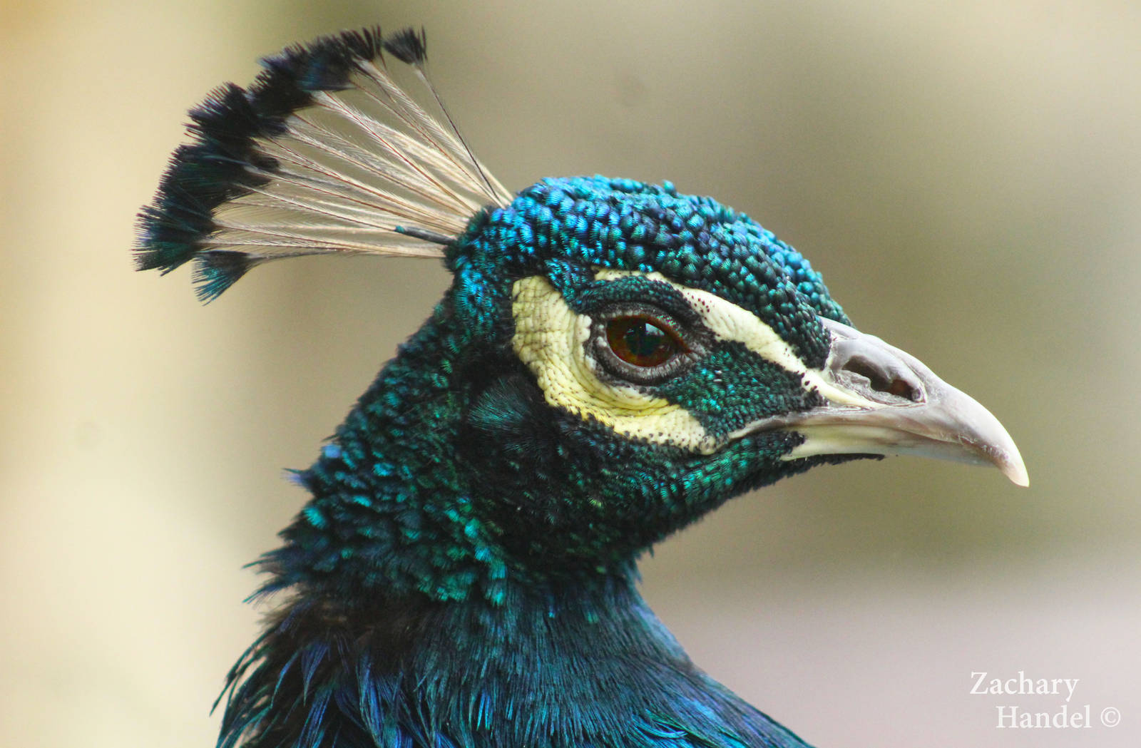 Sep. 2016 - Indian Peafowl