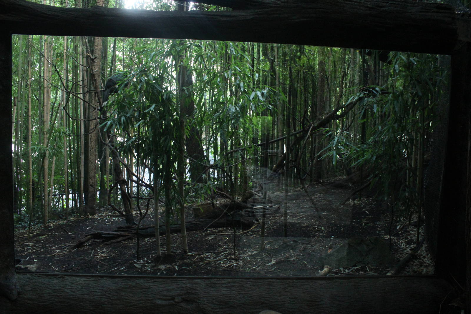 Sep. 2016 - Jungle Trails - Capuchinbird + Helmeted Curassow Exhibit