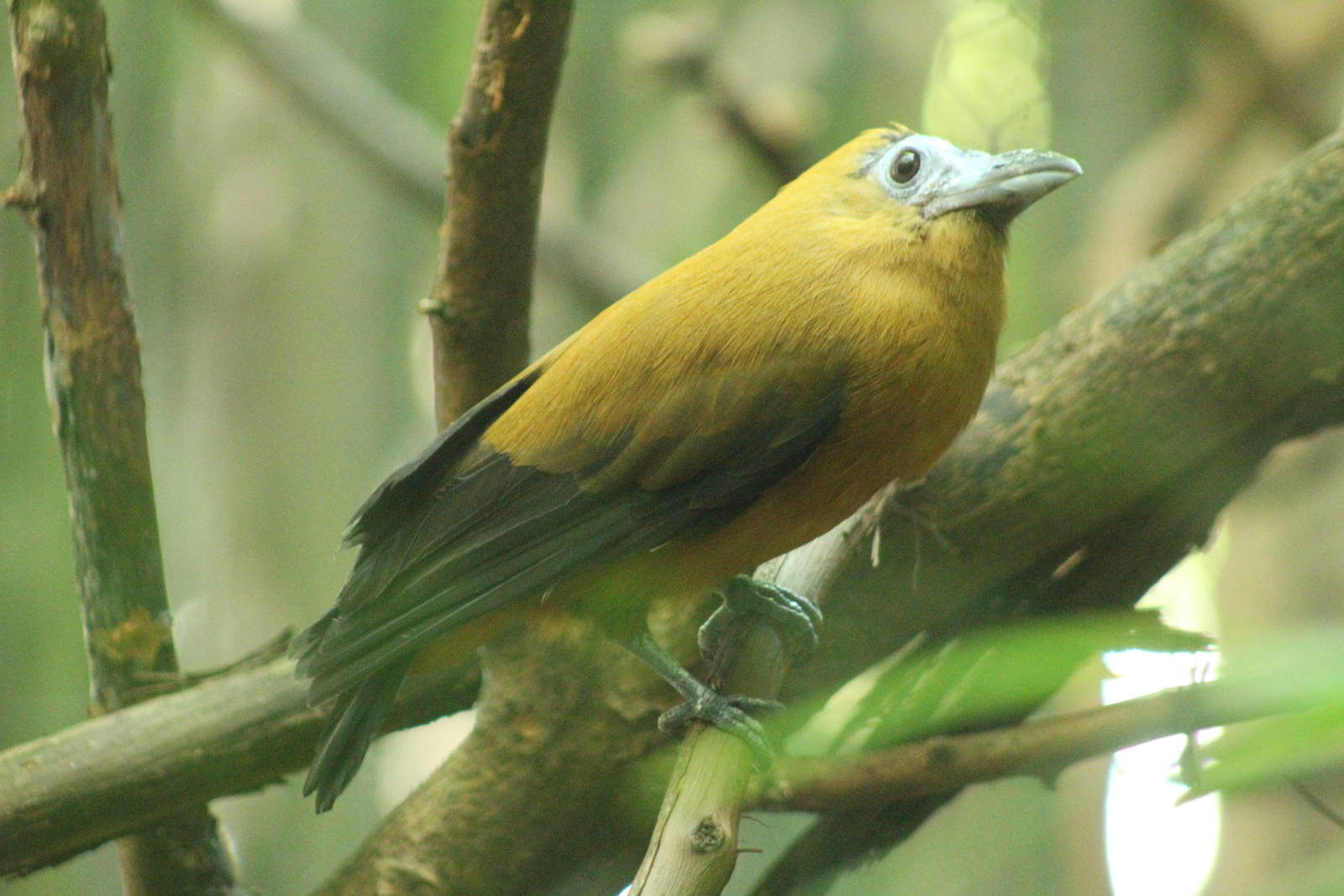 Sep. 2016 - Jungle Trails - Capuchinbird (New Species)