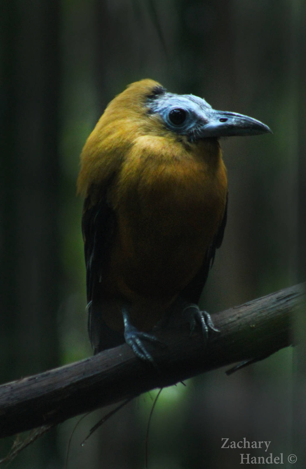 Sep. 2016 - Jungle Trails - Capuchinbird