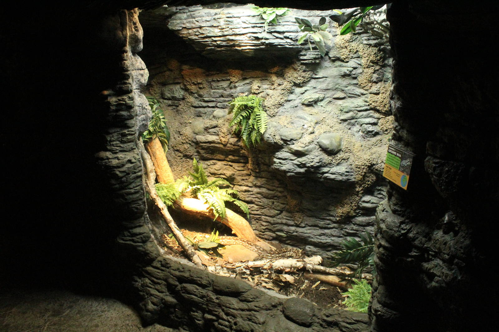 Sep. 2016 - Jungle Trails - Dumeril's Boa Exhibit