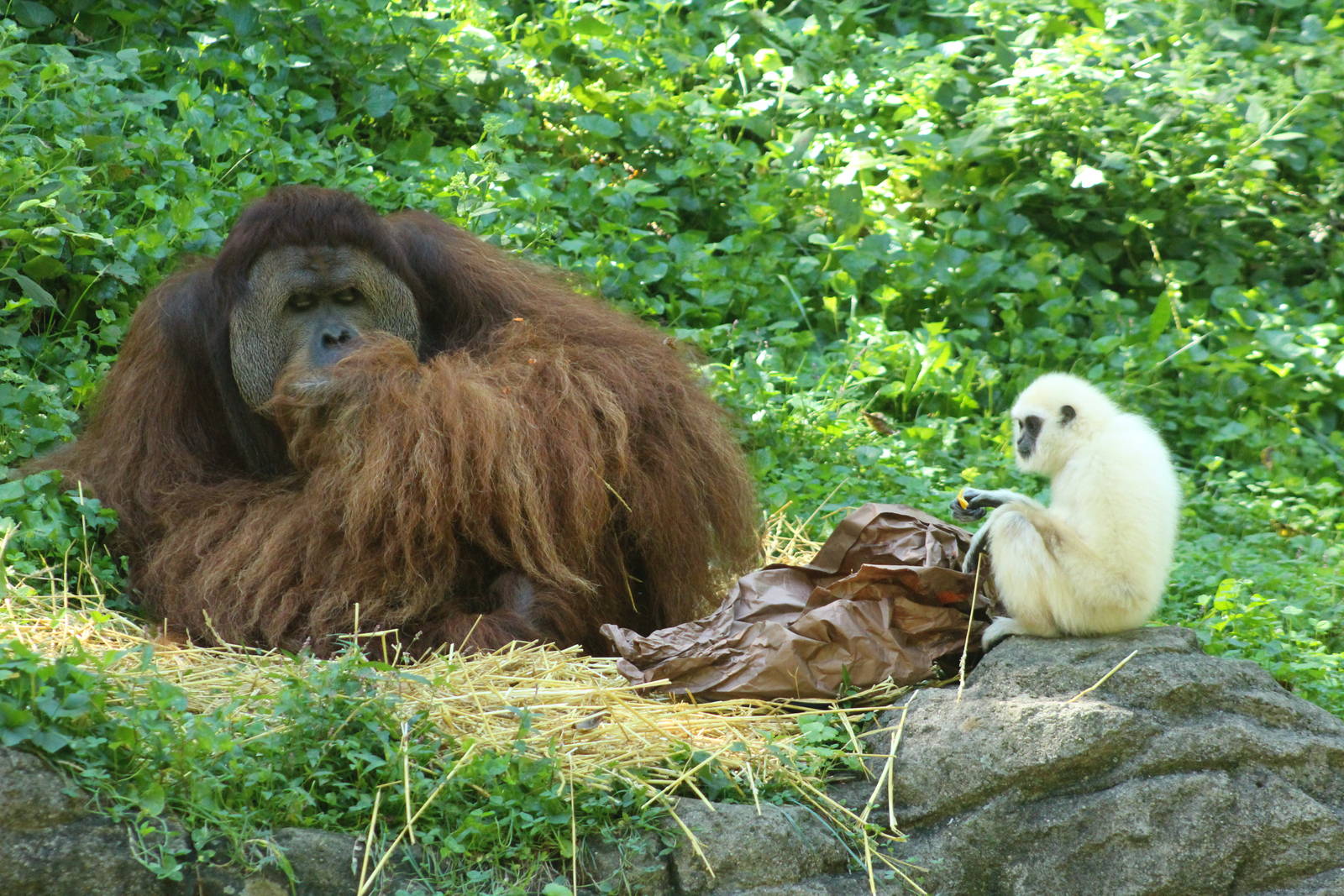 Sep. 2016 - Jungle Trails - Henry and Possum