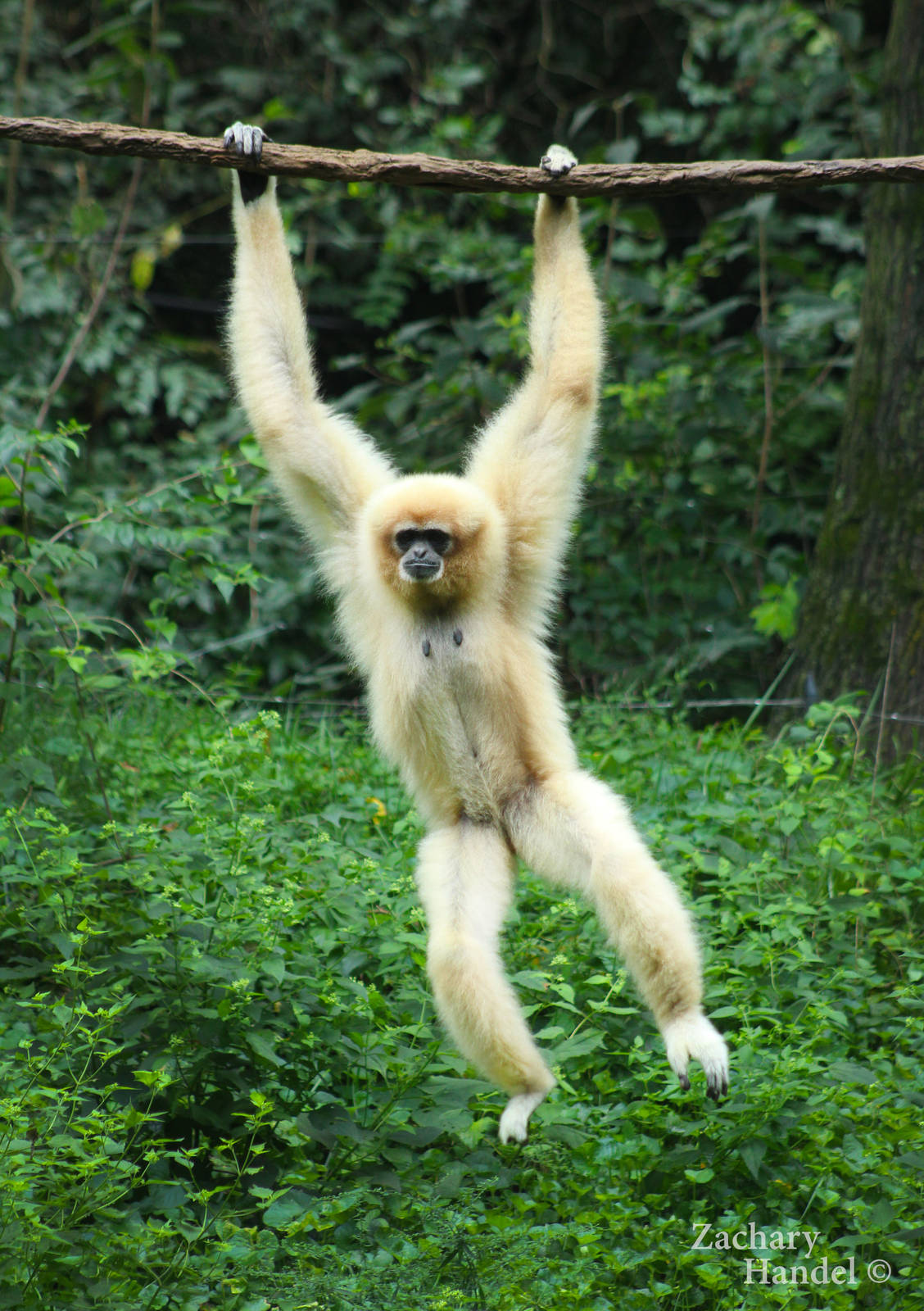 Sep. 2016 - Jungle Trails - Hosen