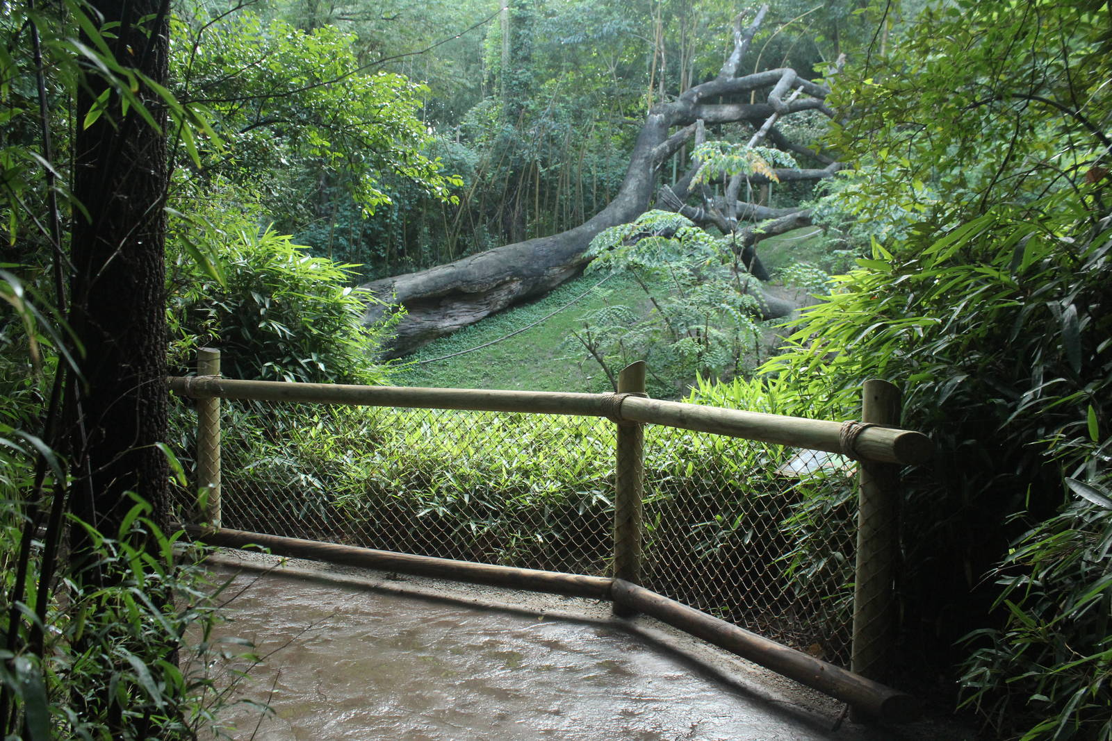 Sep. 2016 - Jungle Trails - Main Bonobo Exhibit Viewing
