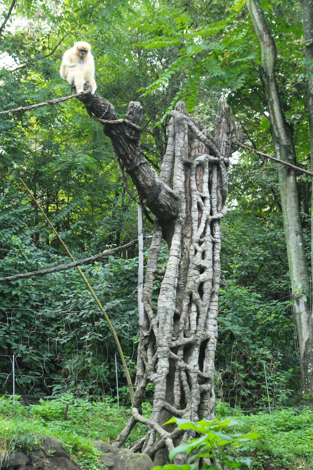 Sep. 2016 - Jungle Trails - White-handed Gibbon